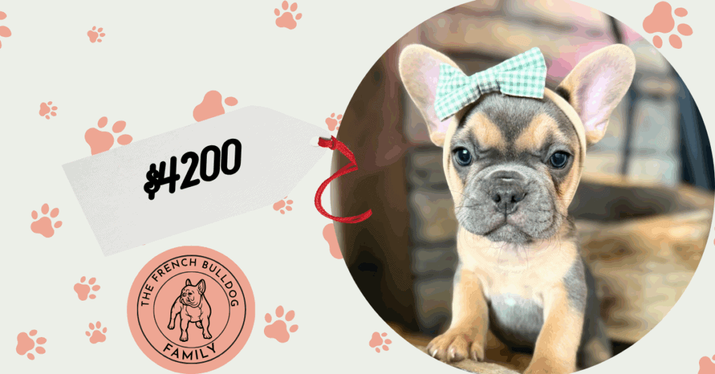 Lisa | Blue & Tan French Bulldog Female | Available in Nov 2025