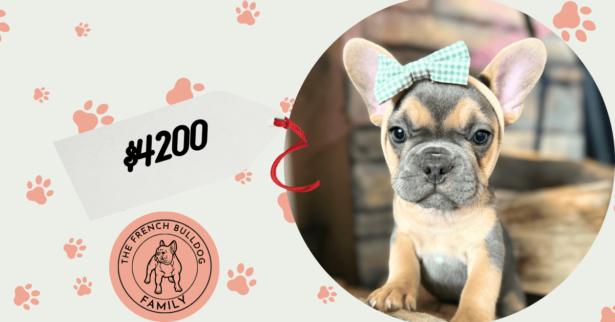 Lisa | Blue & Tan French Bulldog Female | Available in Nov 2025
