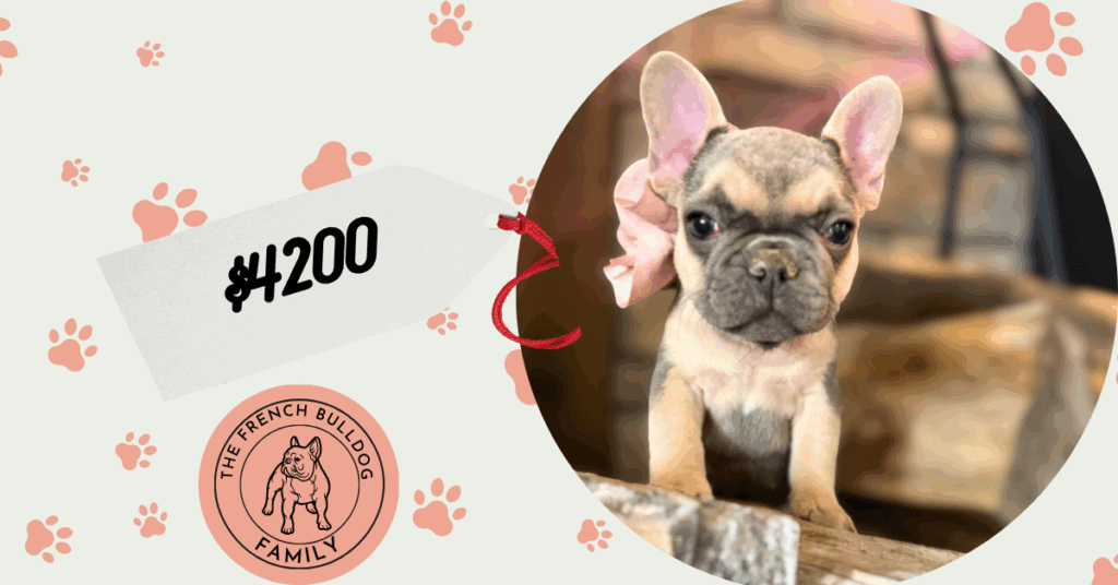 Layla | Blue & Tan French Bulldog Female | Available in Nov 2025