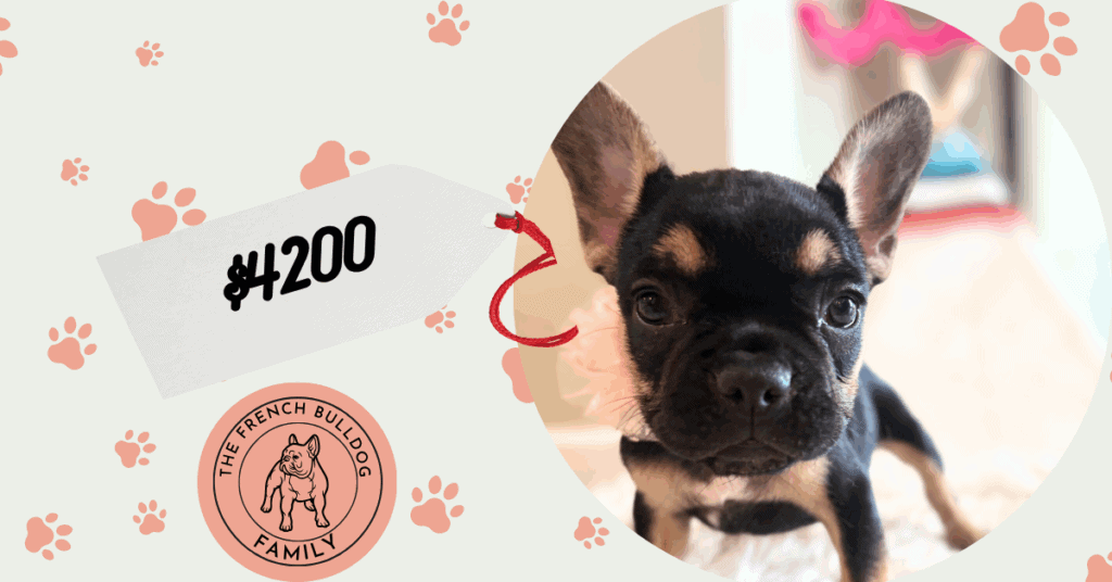 Lexi | Black & Tan French Bulldog Female | Available in Nov 2025