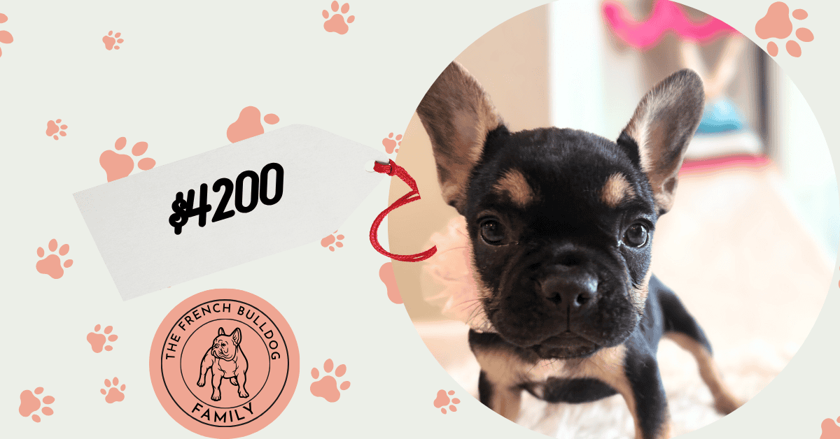 Lexi | Black & Tan French Bulldog Female | Available in Nov 2025