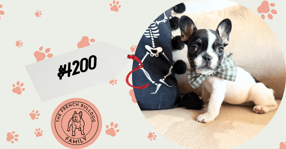 Miley | Brindle Pied French Bulldog Female | Available in Nov 2025