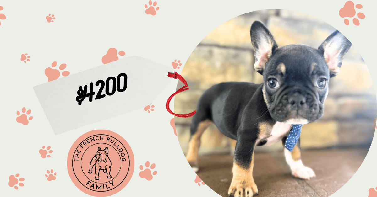 Mario | Black & Tan French Bulldog Male | Available in Nov 2025