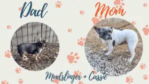 Mudslinger & Cassie - Frenchies parents