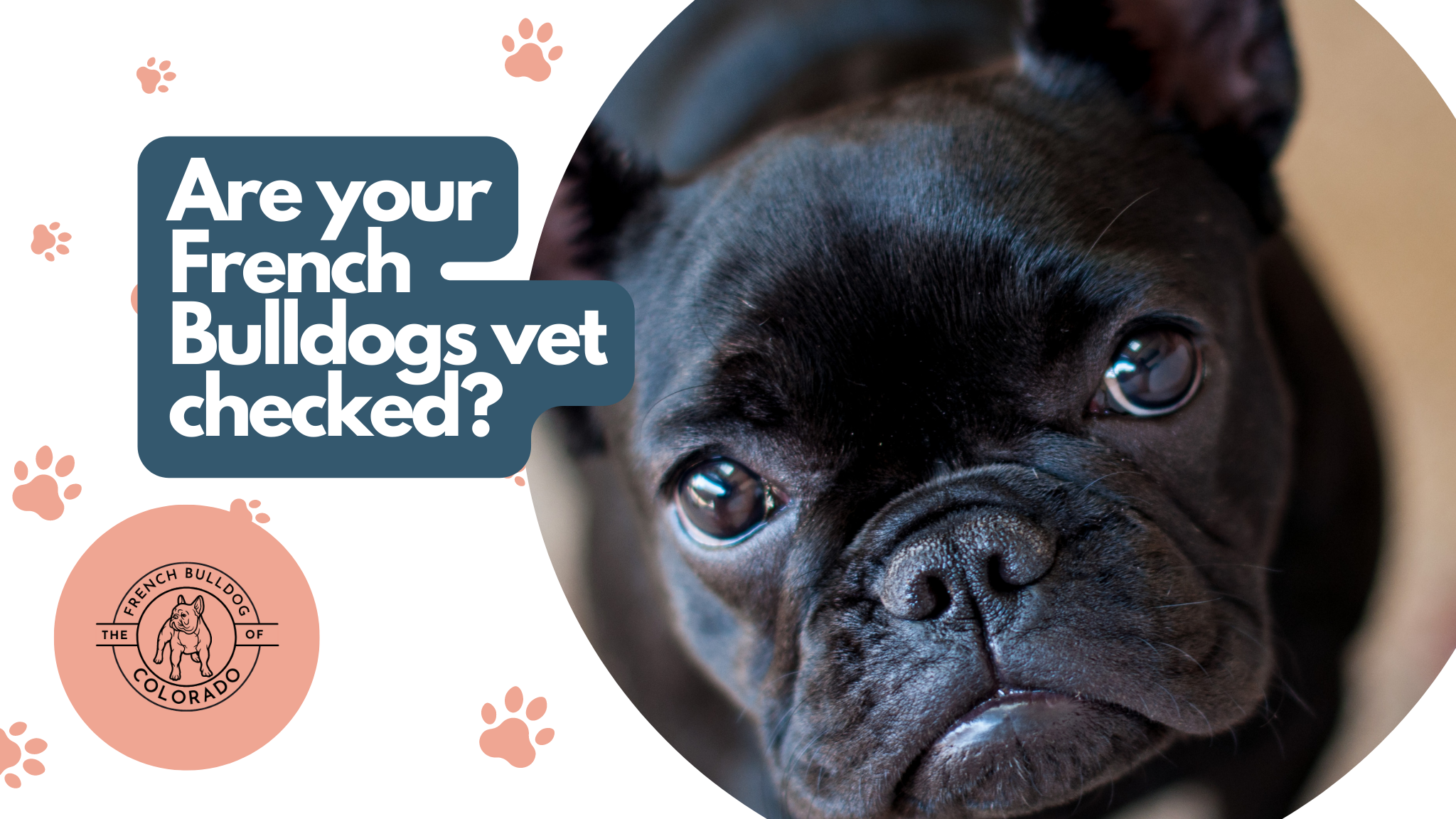 Are your French Bulldogs vet checked? The French Bulldog of Colorado Blog
