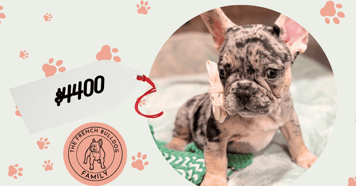 Umberto | Blue Merle & Tan French Bulldog Male | Available January, 2026