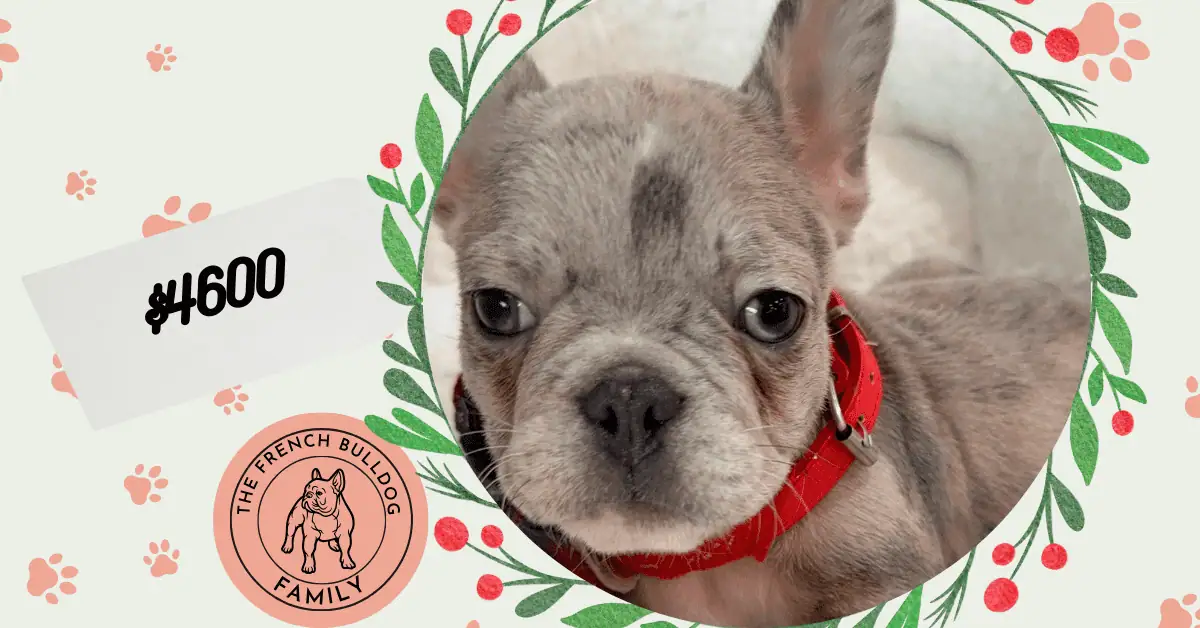 Romeo | Blue Merle French Bulldog Male | Available this Christmas | The Gentle Soul