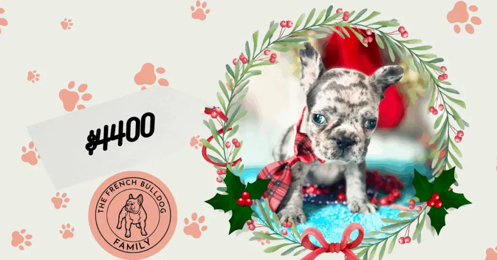 Romeo | Blue Merle French Bulldog Male | Available in Christmas