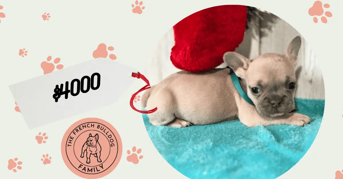 Shadow | Fawn French Bulldog Female | Available Jan, 2026