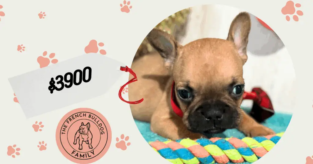 Simba | Fawn French Bulldog Male | Available Jan, 2026