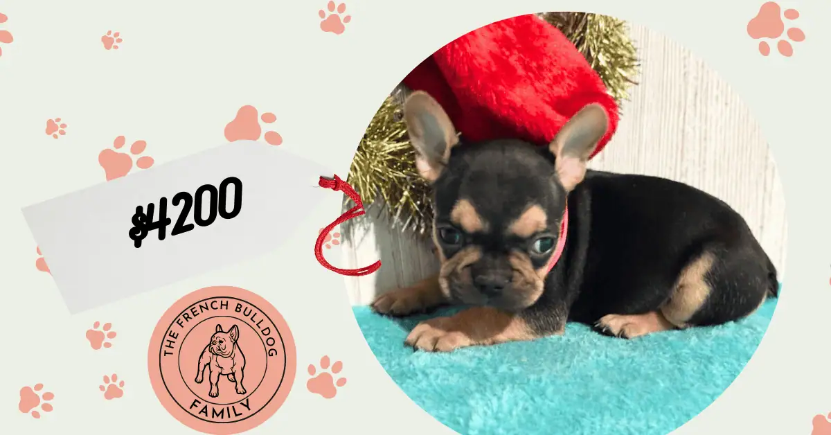 Sally | Black & Tan French Bulldog Female | Available in Jan, 2026
