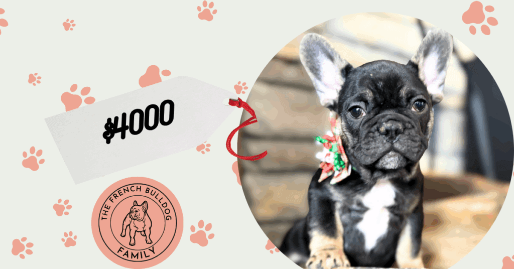 Nemo | Black & Tan French Bulldog Male | Available Now