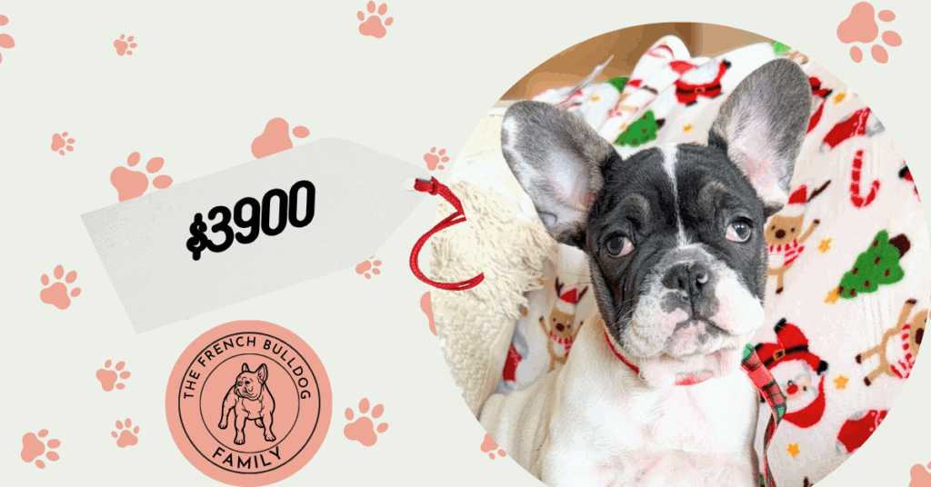 Nash | Brindle Pied French Bulldog Male | Available in Nov 2025