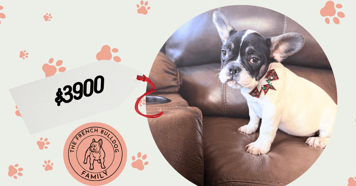 Nash | Brindle Pied French Bulldog Male | Available Now