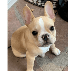 Frenchie Friday December 18th, 2020