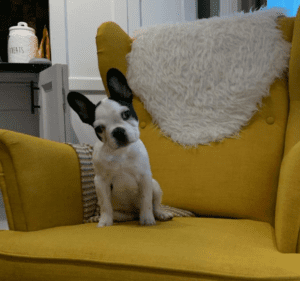 Frenchie Friday December 18th, 2020