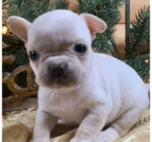 Frenchie Friday November 27th, 2020