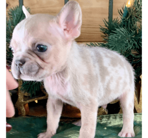 Frenchie Friday November 27th, 2020