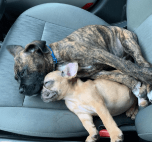 Frenchie Friday December 4th, 2020