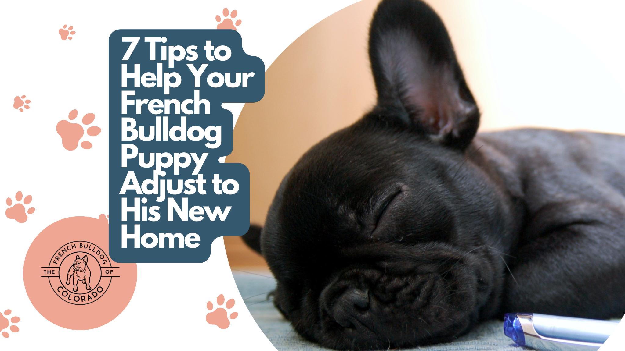 7 Tips to Help Your French Bulldog Puppy Adjust to His New Home The French Bulldog of Colorado Blog
