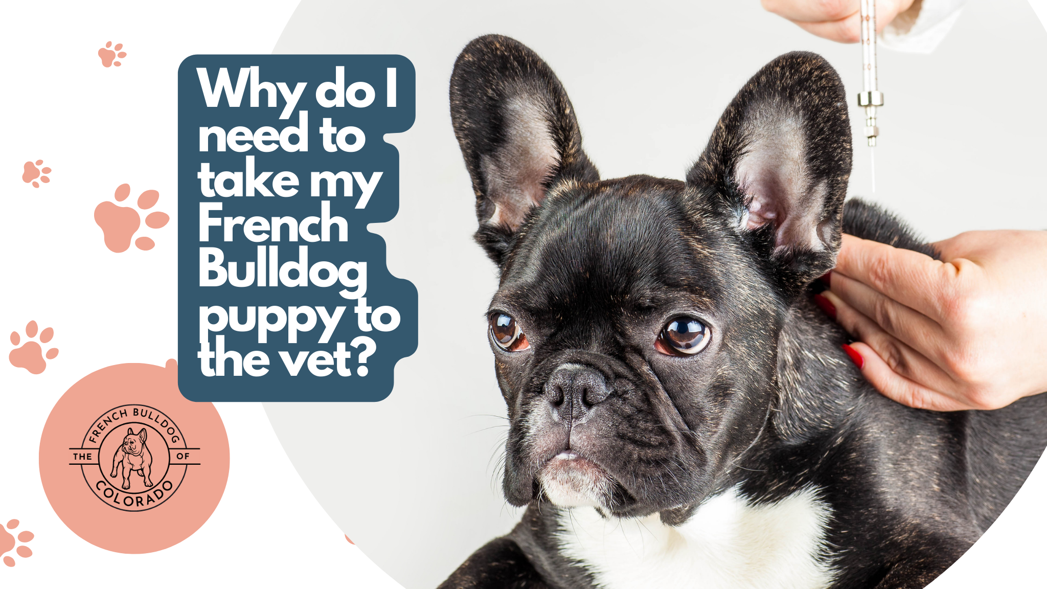 Why do I need to take my French Bulldog puppy to the vet? The French Bulldog of Colorado Blog