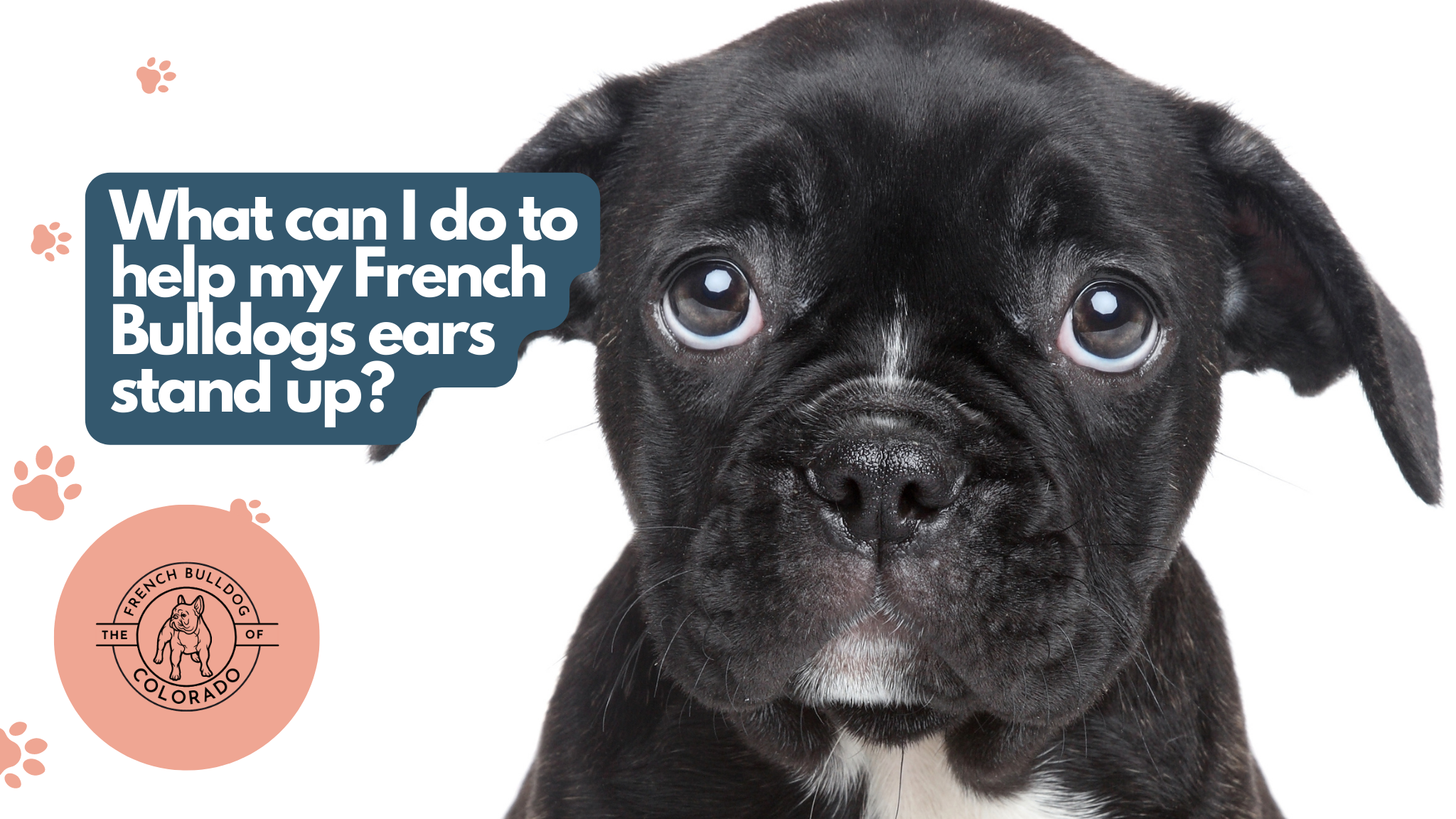 What can I do to help my French Bulldogs ears stand up? The French Bulldog of Colorado Blog