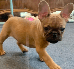 Frenchie Friday January 29th, 2021
