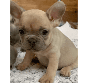 Frenchie Friday January 29th, 2021