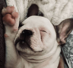 Frenchie Friday January 29th, 2021