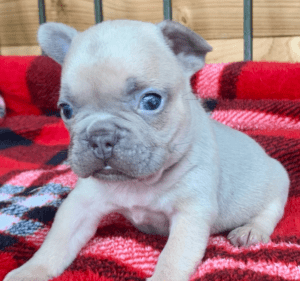 Frenchie Friday January 8th, 2021