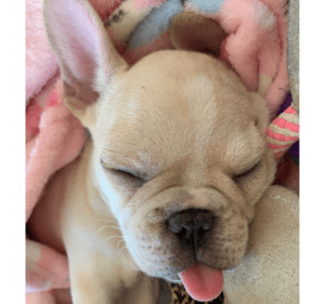 Frenchie Friday January 8th, 2021
