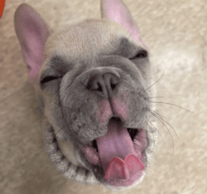 Frenchie Friday January 1st, 2021