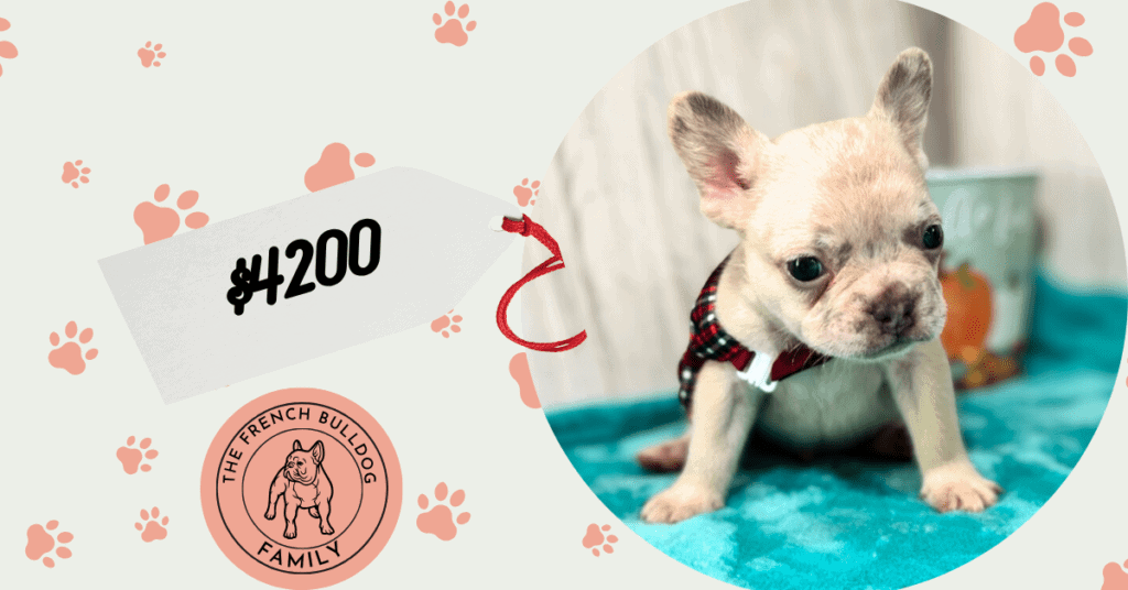 Kipling | Lilac Fawn French Bulldog Male | Available in Oct 2025