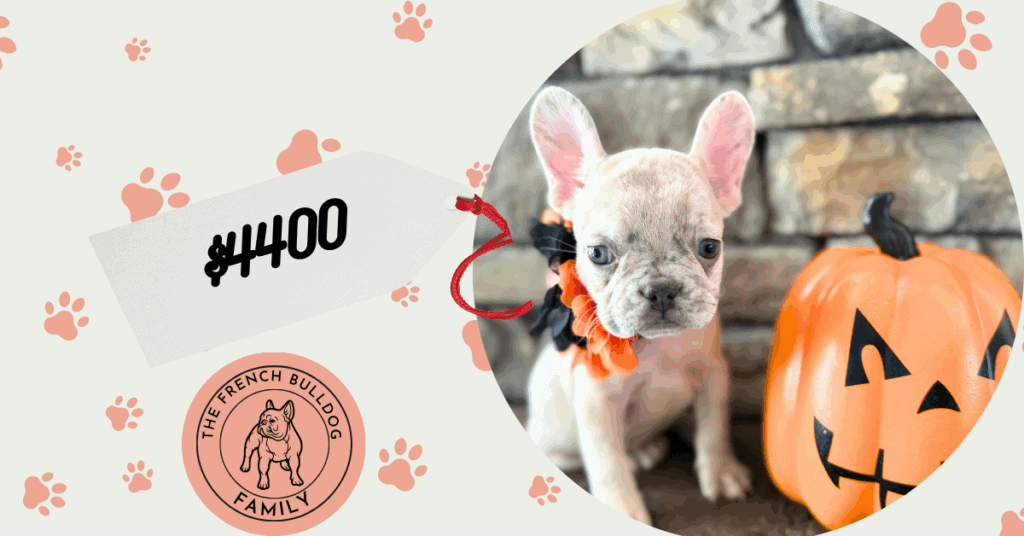 Kiara | Blue Fawn Merle French Bulldog Female | Available in Oct 2025