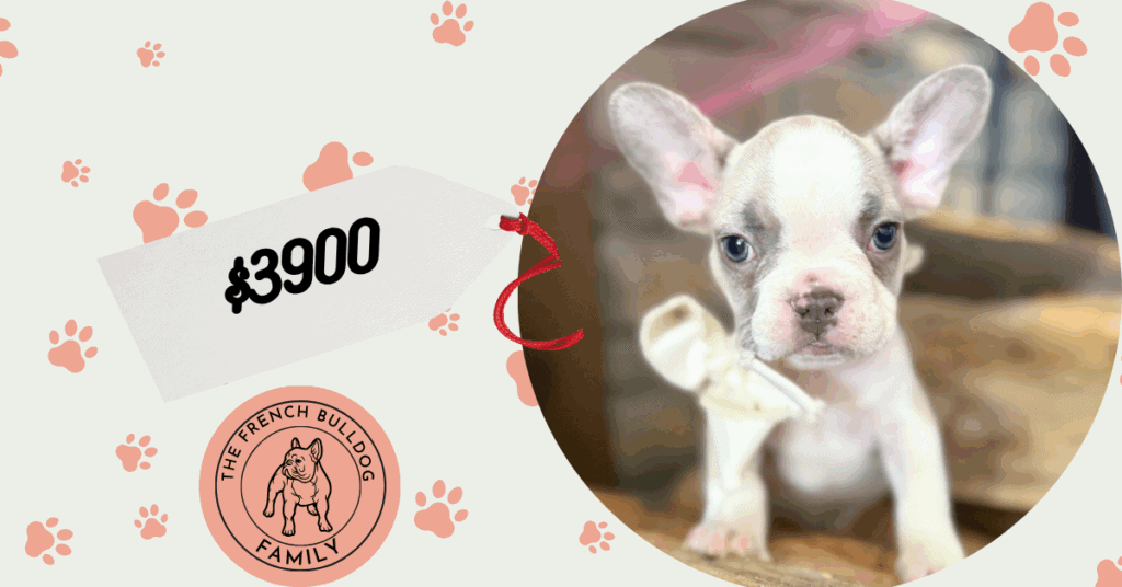 Kevin | Blue Fawn & White French Bulldog Male | Available in Oct 2025