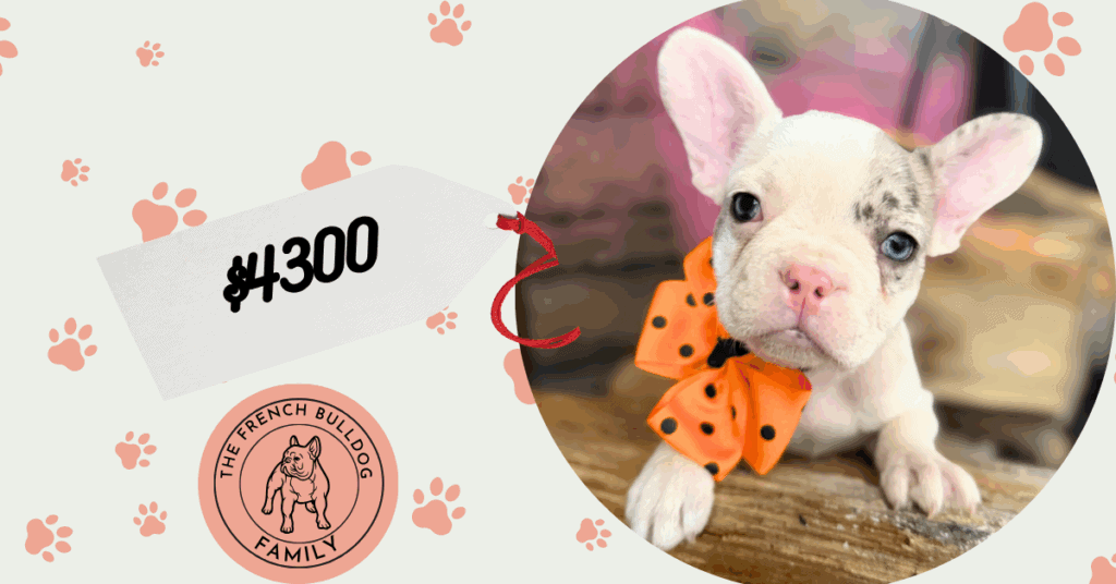 Kate | Blue Merle Pied French Bulldog Female | Available in Oct 2025