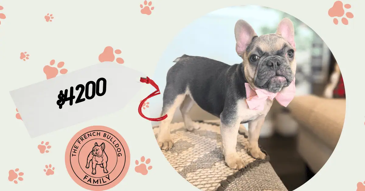 Layla | Blue & Tan French Bulldog Female | Available in Nov 2025