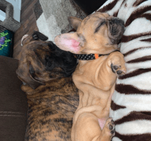 Frenchie Friday February 5th, 2021