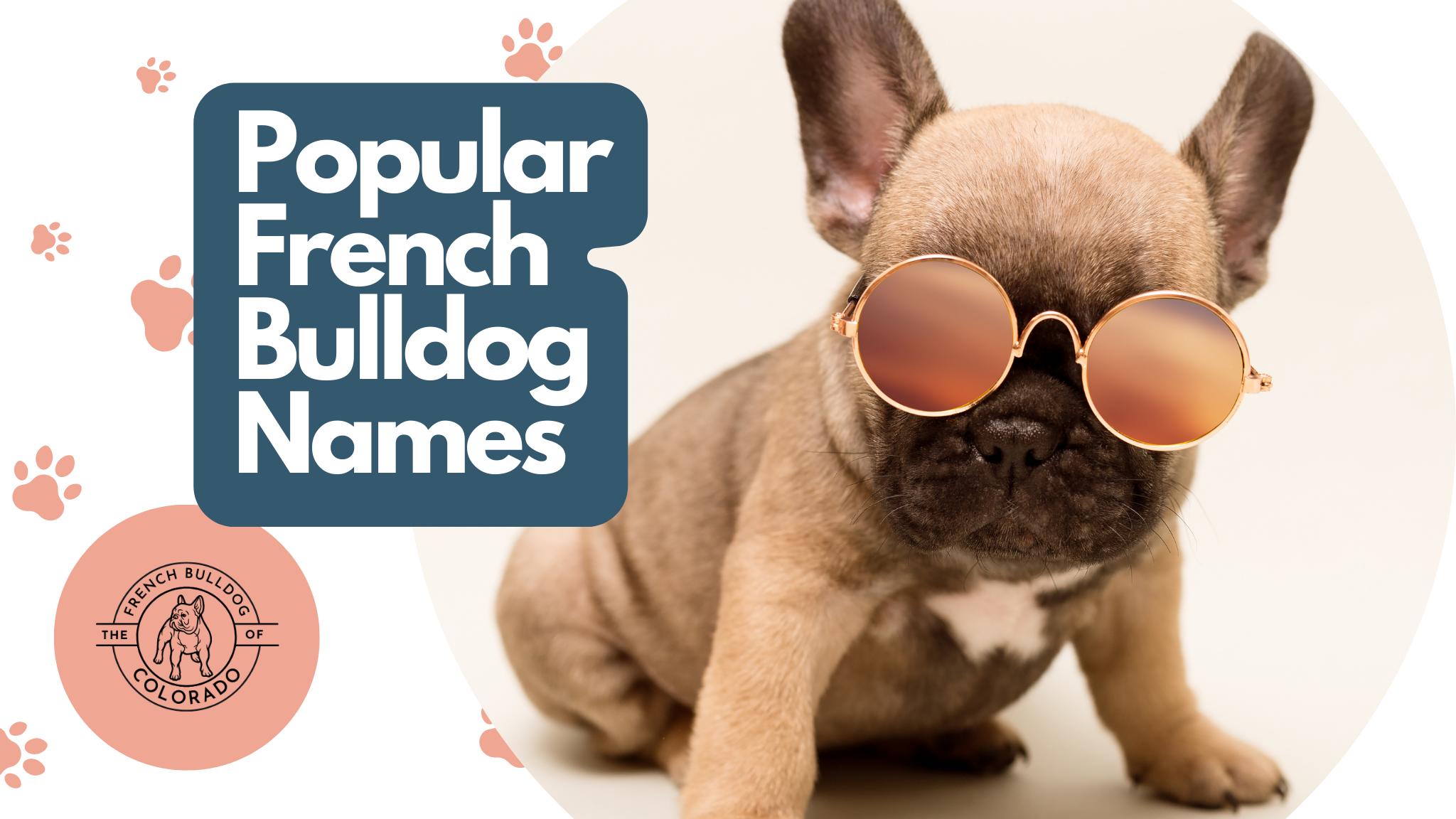 Popular French Bulldog Names The French Bulldog of Colorado Blog