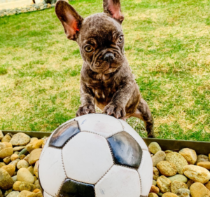 Frenchie Friday May 21st, 2021