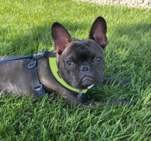 Frenchie Friday June 18th, 2021