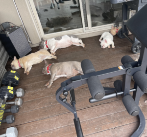 Frenchie Friday June 11th, 2021