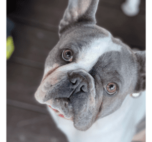 Frenchie Friday June 11th, 2021