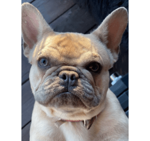 Frenchie Friday June 11th, 2021
