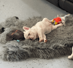 Frenchie Friday June 4th, 2021