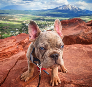 Frenchie Friday June 4th, 2021