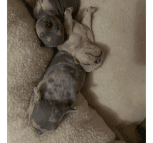 Frenchie Friday July 23rd, 2021