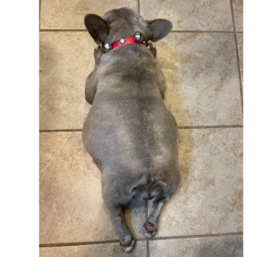 Frenchie Friday July 23rd, 2021