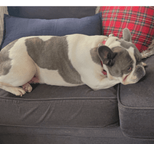 Frenchie Friday December 31st, 2021