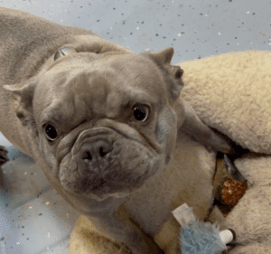 Frenchie Friday December 31st, 2021